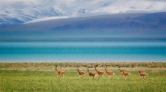 Digital Lifeline: Guarding the Highland Biodiversity